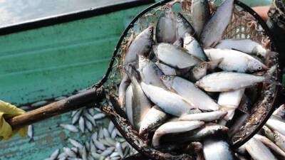 В Согде введен запрет на ловлю рыбы