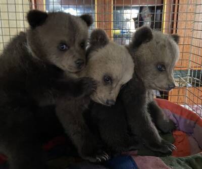 Медвежью тройню, найденную в кировских лесах, отправят на реабилитацию в Тверскую область