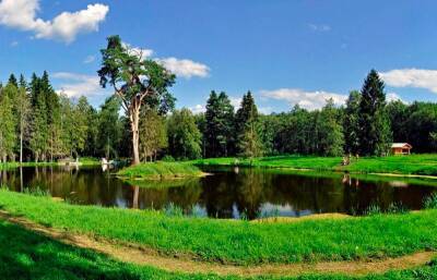Сосну, растущую в Тверской области, признали памятником живой природы