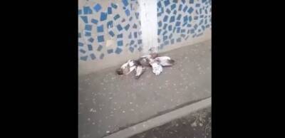 В российском Белгороде начали травить голубей, считая их зараженными посланцами из Украины, - СНБО