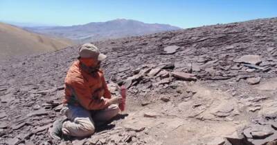 Поднялись в небо 100 млн лет назад: в Чили нашли кладбище первых ящеров, научившихся летать