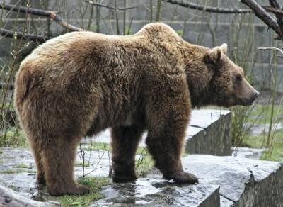 Медведи из Харьковского экопарка переселятся в Синевир, во львы – в Киев