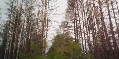 Оккупанты и Рыжий лес: появилось видео из наиболее загрязненной части Чернобыля после ухода армии РФ