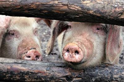 Жителей Тверской области предупредили о возможном обострении ситуации по африканской чуме свиней