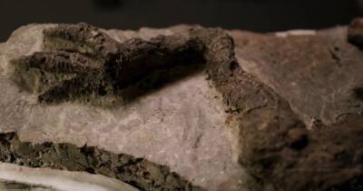 Ученые нашли окаменелость динозавра, умершего в день падения астероида-убийцы (фото)