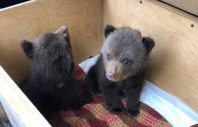 Вологодских медвежат, переданных на реабилитацию в Тверскую область, назвали Медок и Сахарок