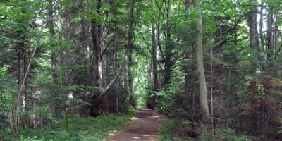 Во Львовской области разрешили пешком посещать лес