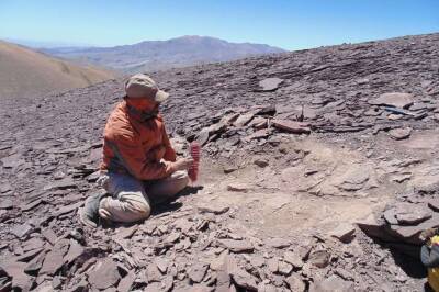 Ученые обнаружили кладбище птерозавров в Атакаме