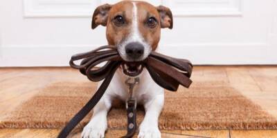 Одесситы могут выгуливать собак во время комендантского часа, который продлится более суток