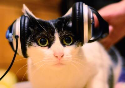 Музыка для кошек возглавила человеческие хит-парады