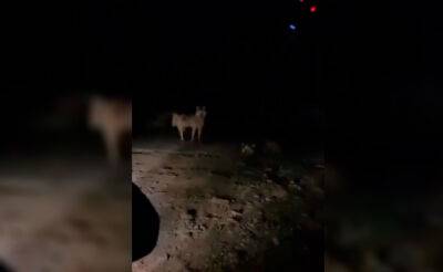 В соцсетях стали появляться ролики, как стаи голодных волков бродят по Джизакской области. Власти опровергли эту информацию