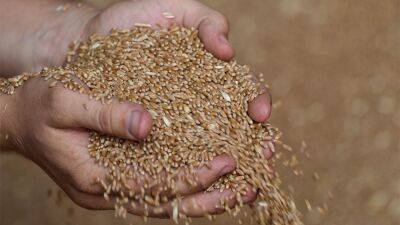 С оккупированных территорий Харьковской области оккупанты вывозить зерно из ангаров — разведка