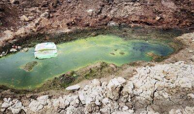 В Тюмени на месте, где сожгли 4 миллиона кур, образовался пруд с гниющими останками