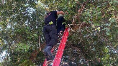 В Зихрон-Яакове спасли мальчика, застрявшего на дереве