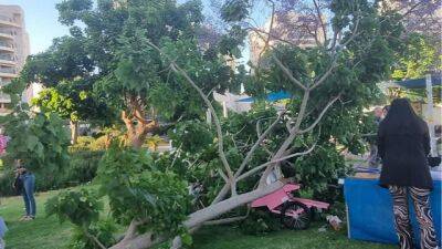 Драма на дне рождения: в парке Холона упало дерево, едва не придавив малышей