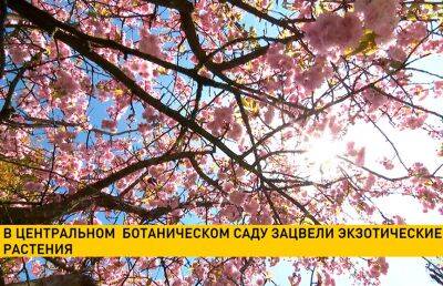 В Минском Ботаническом саду начался период цветения сакуры