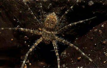 Ученые обнаружили паука, который может находиться под водой более получаса