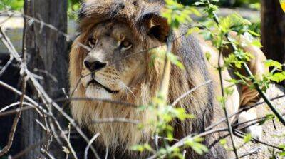 В Киеве частично возобновил работу зоопарк