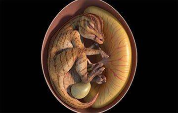 В ископаемых яйцах возрастом 70 миллионов лет обнаружили эмбрионы динозавров