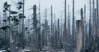 Минобороны РФ просит дать ему право рубить лес без разрешения, — СМИ