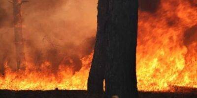 «Самая серьезная ситуация». В захваченной Херсонской области лесные пожары охватили 1587 гектаров — Госагентство лесных ресурсов