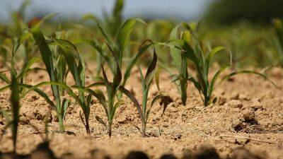 Засуха во Франции: что поливать - пшеницу или кукурузу?