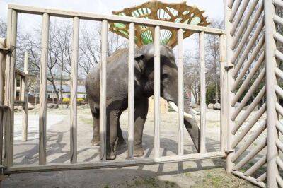 Стало известно, сколько экзотических животных во время войны спас Киевский зоопарк (ФОТО)