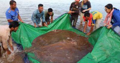 Речной монстр. В Камбодже рыбаки поймали гигантского ската весом в почти 200 кг (фото)