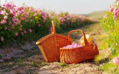 Розы, мед и печенье: фестивали этого лета