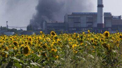 Война в Украине возродила интерес европейских фермеров к подсолнечнику