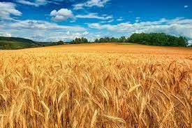 Власти Индии запретили экспорт пшеницы