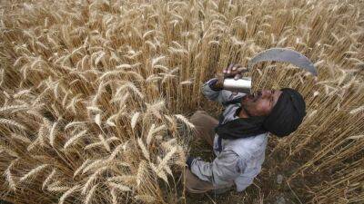 Индия на фоне роста цен ввела запрет на экспорт пшеницы