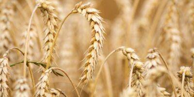 Министр агрополитики призвал G7 создать «зерновой ОПЕК»