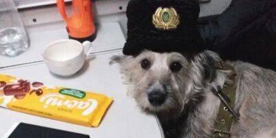 Пушистая проводница. История собаки Николь из Укрзализныци, которая вместе с владелицей помогает эвакуировать людей