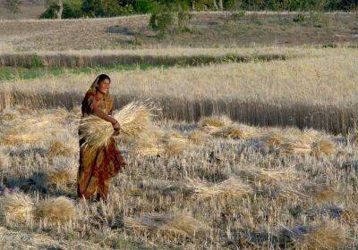 Второй производитель пшеницы в мире полностью запретил ее экспорт