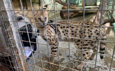 Кошка-саванна в зоопарке: за и против