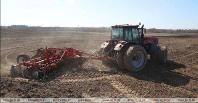Buckwheat planting in Belarus 37.5% complete - udf.by - Belarus - city Minsk