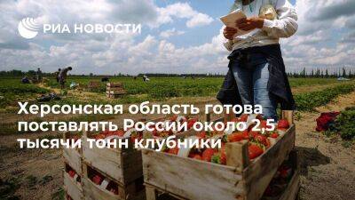 В Херсонской области готовы поставлять России около 2,5 тысячи тонн клубники за сезон