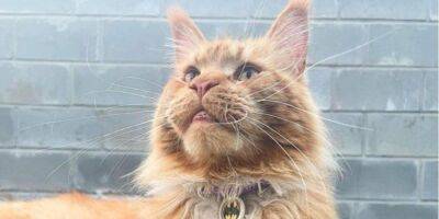 «Я верила, что он жив». История котика Макса из Бучи, вернувшегося в семью после его похищения русскими оккупантами