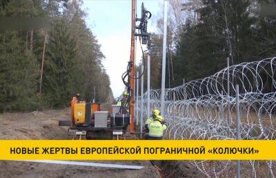 Еще два мертвых лося обнаружили белорусские пограничники на границе с Польшей и Латвией
