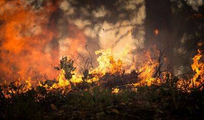 Экологи рассказали о причинах крупных лесных пожаров в Сибири