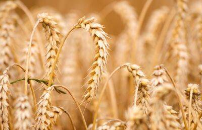 Мировые цены на пшеницу достигли максимума после запрета Индии ее на экспорт