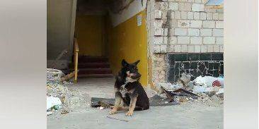 Хатико из Бородянки. В разрушенном доме на Киевщине пес уже два месяца ждет хозяев
