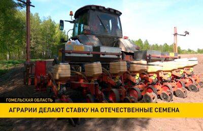 Сельхозпредприятия переходят на отечественные семена - ont.by - Белоруссия - район Житковичский