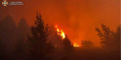 В Киевской области вспыхнул лесной пожар — видео