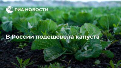 Росстат: в России с 7 по 13 мая капуста в среднем подешевела на 5,26%