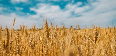 Росія масово викрадає українське зерно: вже близько 400 тисяч тонн