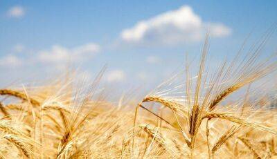 Московская биржа начала расчет индекса на пшеницу с 18 мая