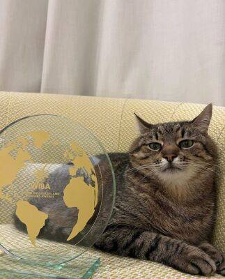 Харьковский Intagram-блогер кот Степан получил отличие World Influencers and Bloggers Awards во французских Каннах