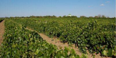 В Одесской области из-за войны виноградари не могут продать урожай